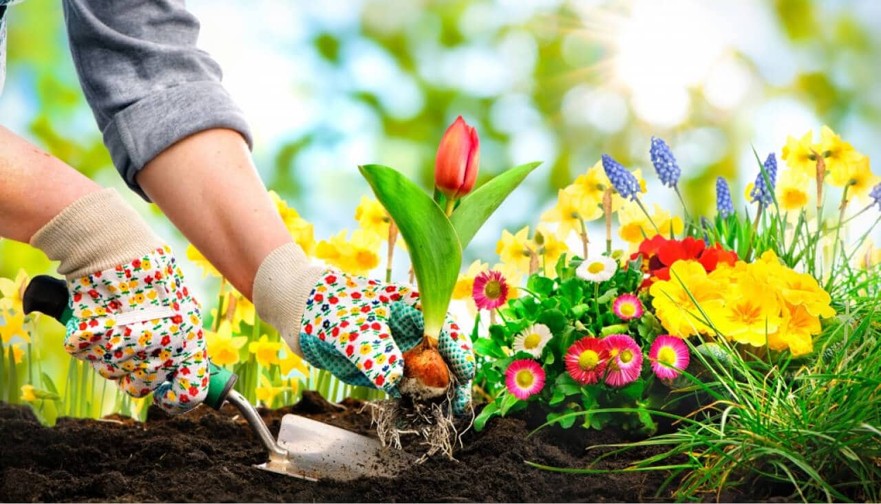 How To Solve Common Gardening Problems